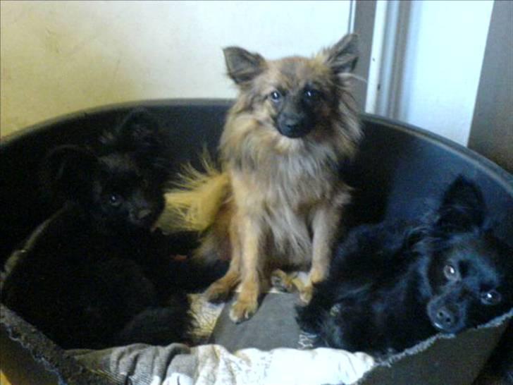 Blanding af racer Blacki - Her er et billede af mig, (venstre) min niece Sussie (midten) og min søster Cuba (højre) er vi ikke bare kære? billede 16