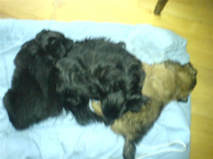 Blanding af racer Blacki - Her er jeg sammen med mine hvalpe Lillo og Scheena fra mit andet kuld. (Scheena sort, Lillo brun) billede 17