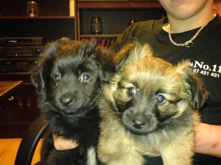 Blanding af racer Blacki - Her er mine engle, Scheena og Lillo, hvalpe fra andet kuld :)    (Scheena sort, Lillo brun 9 billede 18