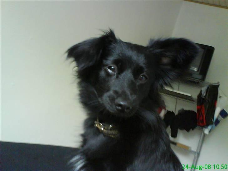 Blanding af racer Scheena - Yo ho hello there! billede 1