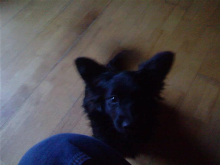 Blanding af racer Scheena - PLEASE gi mig en godbid, begge ører stritter mor *blink blink*    ;) billede 3