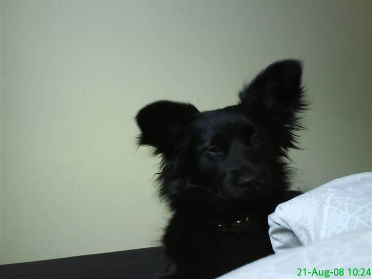 Blanding af racer Scheena - Jamen godmorgen mor, lad mig da lige få styr på stå pelsen :P billede 5