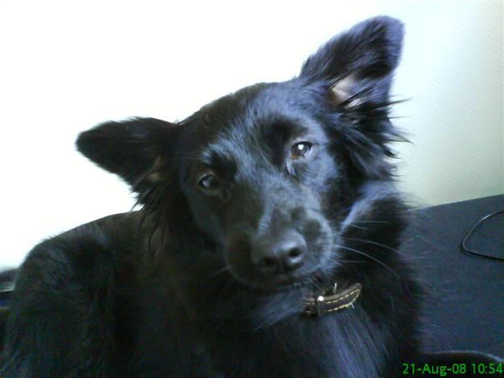 Blanding af racer Scheena - Gaaab.... Moaaar.... Lad mig da sove! Grrrr... billede 6