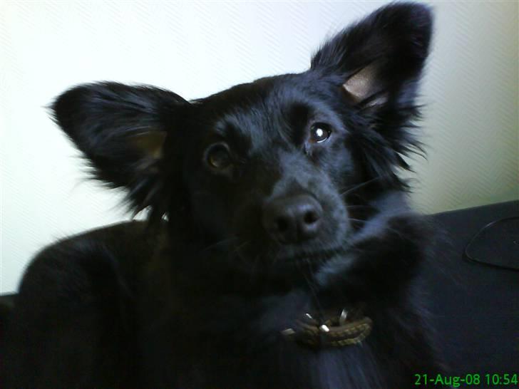 Blanding af racer Scheena - Sagde du godbid? Jamen jeg er da HELT vågen ;) Grruufff... billede 7