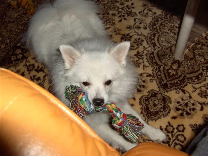 Volpino italiano Chulo - Y-lig legetøj. Billede: Mig billede 10