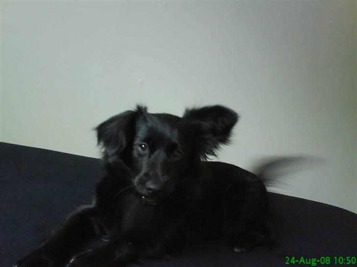 Blanding af racer Scheena - Logre.. og logre, logre, logre...  :D   kom så op mor... skal luftes :)  grrr billede 9