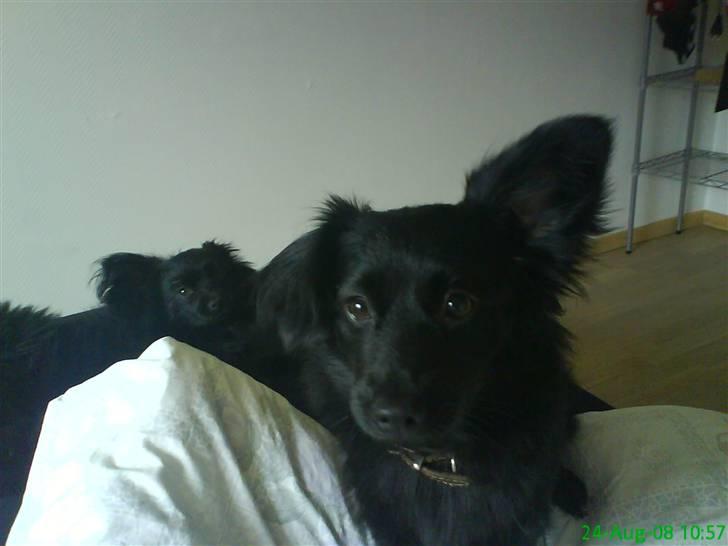 Blanding af racer Scheena - Stirre ind i lampelyset for dig mor :) Så er jeg bare fiiin... Grruuff billede 10