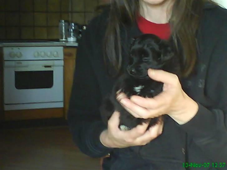 Blanding af racer Scheena - Bedstemor Kirsten holder mig lige, mens mor blænder mig med blitzen :| billede 12