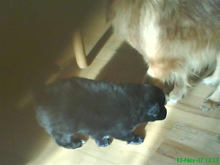 Blanding af racer Scheena - Woohooo.... Se lige mig! Jeg kan gå, halen sørger for balancen :) billede 13