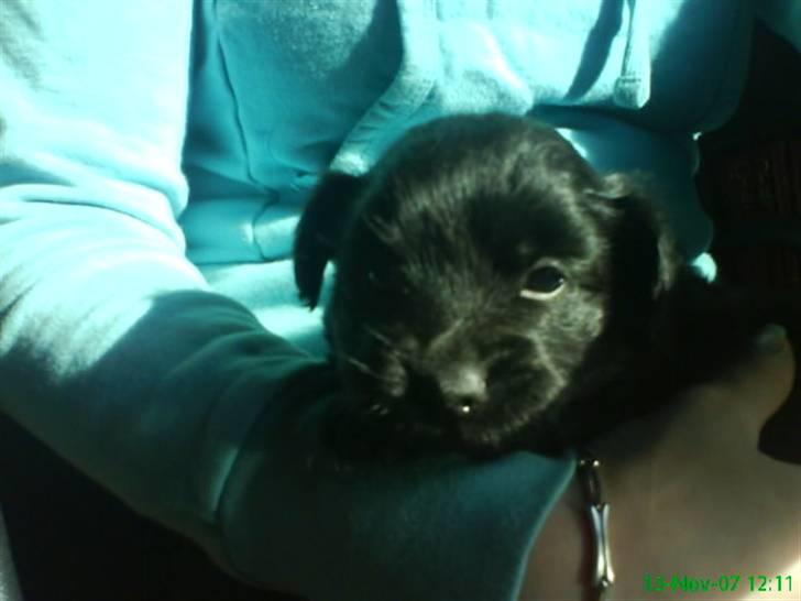 Blanding af racer Scheena - Skal jeg have taget billede?? Jamen... Jamen.... Nej... billede 14