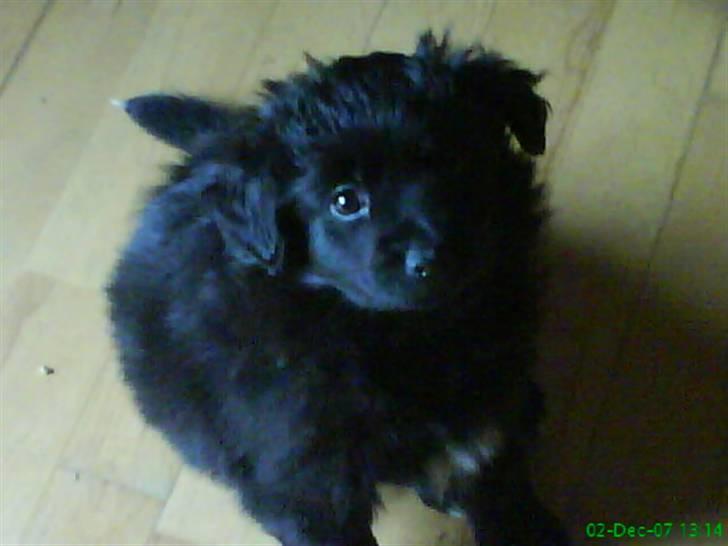 Blanding af racer Scheena - Hello there :P   Vil du mærke min bløde pels? :D billede 15