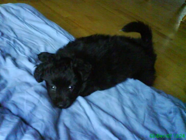 Blanding af racer Scheena - YES! Jeg nåede hen til dynen inden jeg faldt sammen, har bare spist ALT for meget :O    NICE!! billede 16