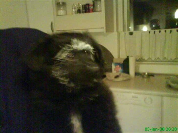 Blanding af racer Scheena - Er der nogen der har spist jeres Creme fraiche?? Sæt hellere mig hen så jeg kan snuse til den og finde den skyldige :D billede 17