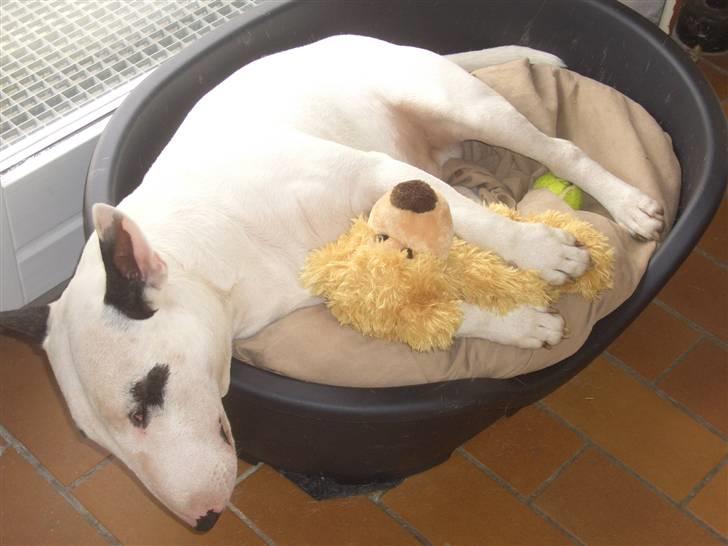 Bullterrier ALF  R.I.P savner dig ven - bab billede 13