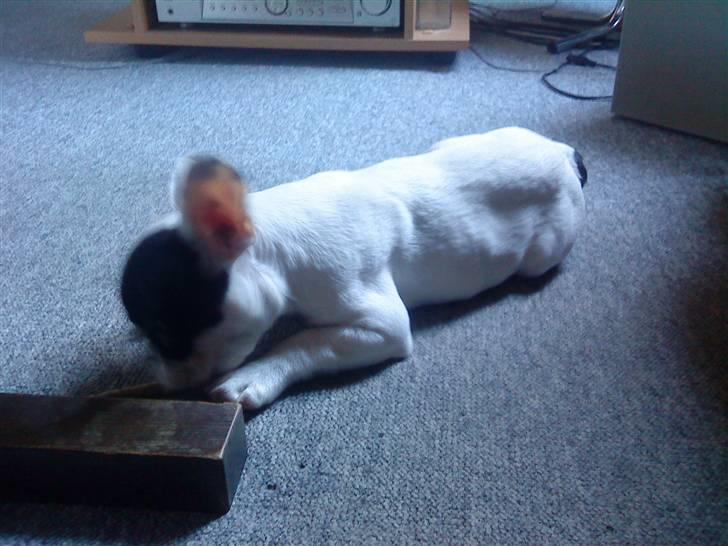 Fransk bulldog Mummi(solgt) billede 1