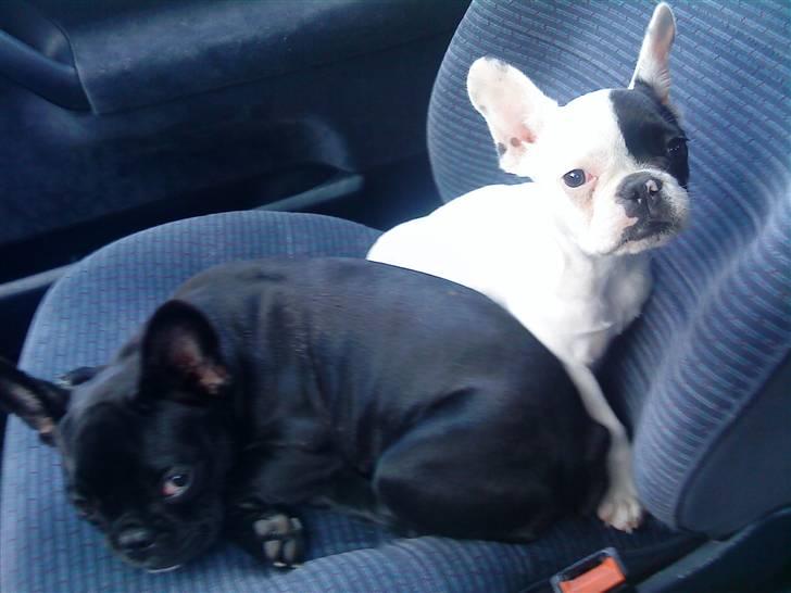 Fransk bulldog Mummi(solgt) billede 2