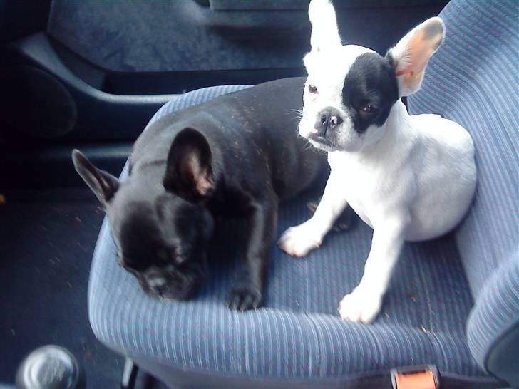 Fransk bulldog Mummi(solgt) billede 3