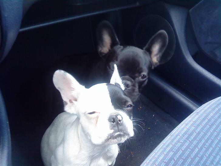 Fransk bulldog Mummi(solgt) billede 4