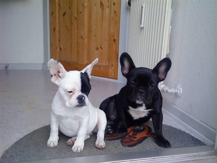 Fransk bulldog Mummi(solgt) billede 5