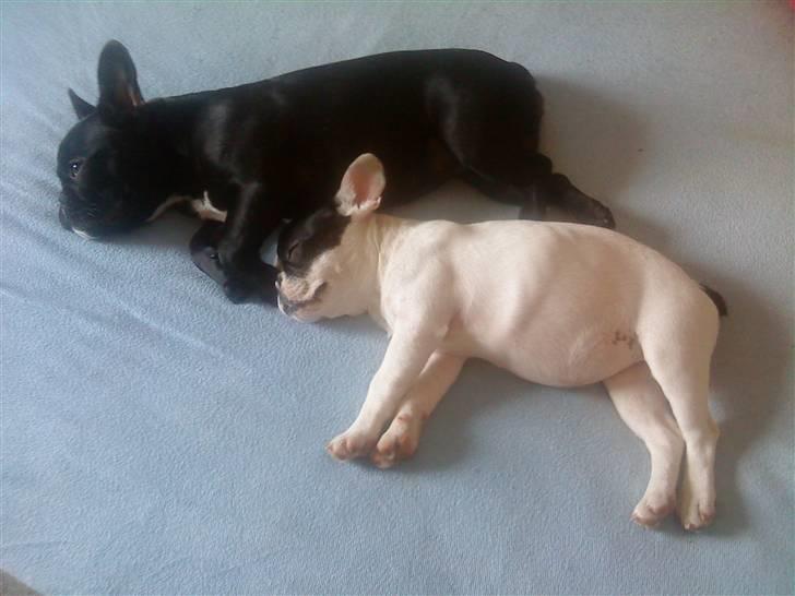 Fransk bulldog Mummi(solgt) billede 6