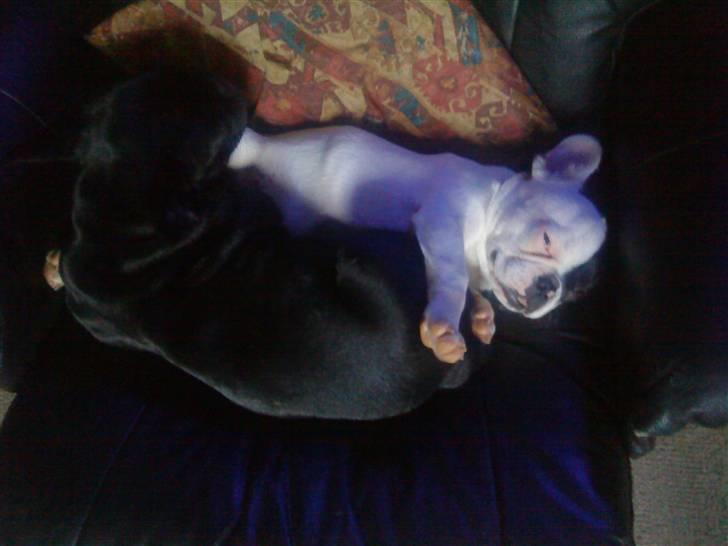 Fransk bulldog Mummi(solgt) billede 7