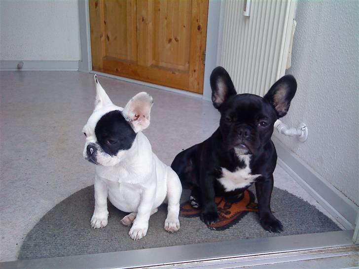 Fransk bulldog Mummi(solgt) billede 8