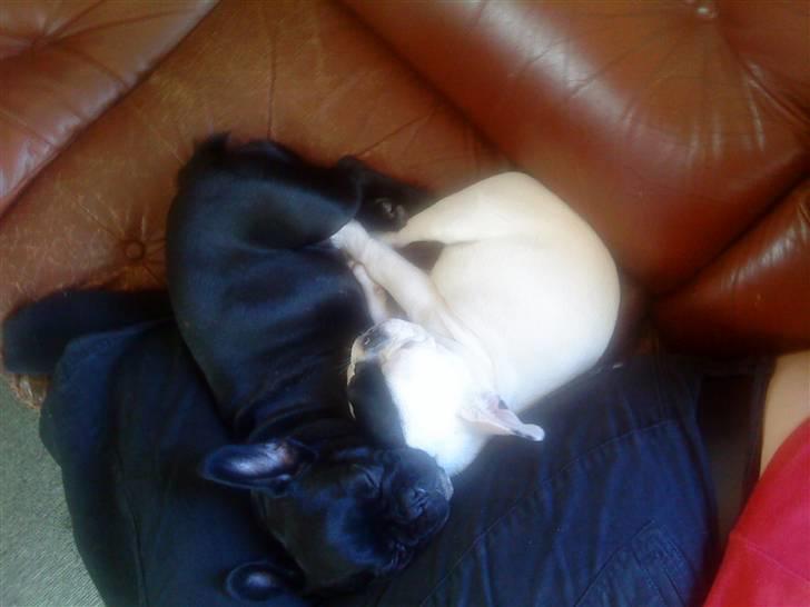 Fransk bulldog Mummi(solgt) billede 9