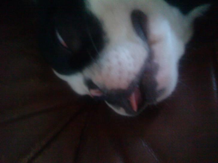 Fransk bulldog Mummi(solgt) billede 10