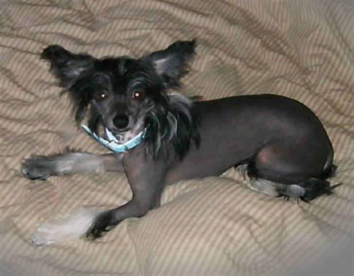 Chinese crested hårløs Mexi Sadie-Liv - Sadie. billede 1