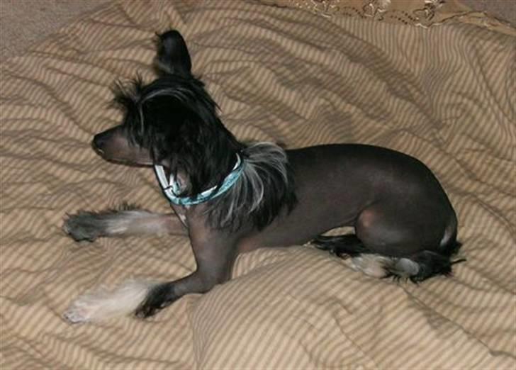 Chinese crested hårløs Mexi Sadie-Liv billede 2