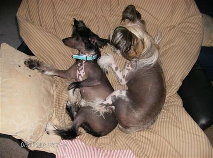 Chinese crested hårløs Mexi Sadie-Liv - Ligger godt her - sammen med Neva. billede 3