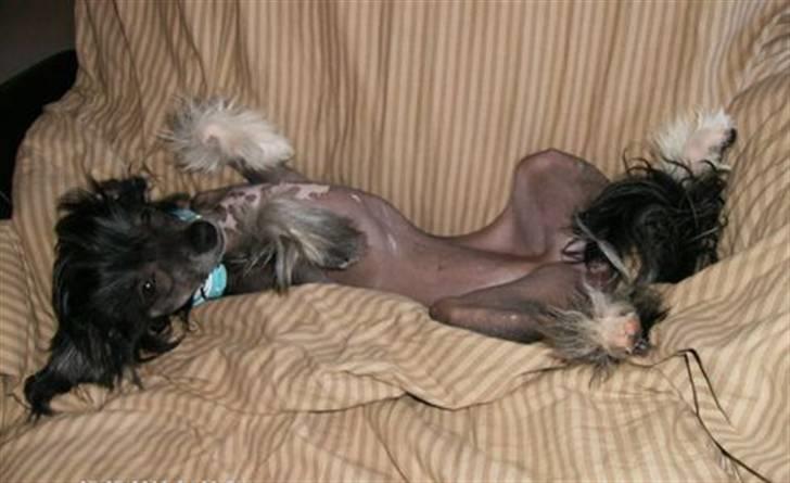 Chinese crested hårløs Mexi Sadie-Liv - Jeg gør mig lige lidt til c",) billede 4