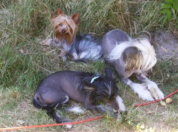 Chinese crested hårløs Mexi Sadie-Liv - Holder lige øje, sammen med Neva, på den her røde ledning. billede 5