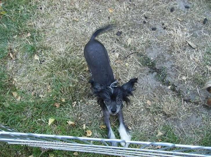 Chinese crested hårløs Mexi Sadie-Liv - Skal vi lege sammen nu ?? billede 6