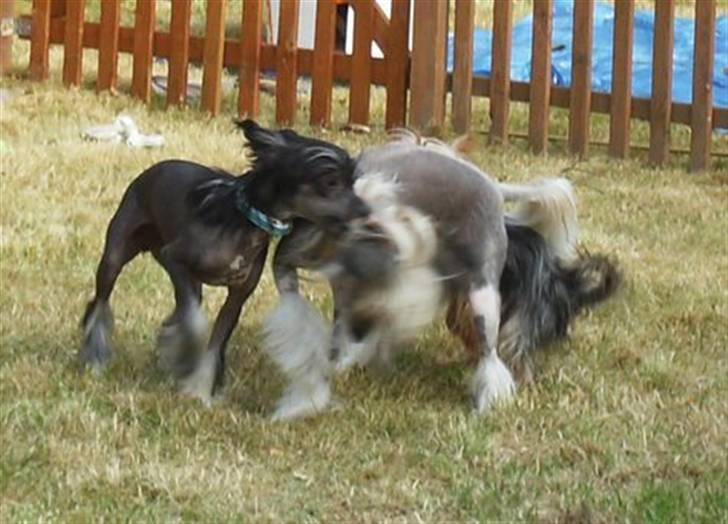 Chinese crested hårløs Mexi Sadie-Liv - Jeg bider lige lidt i Neva. billede 7