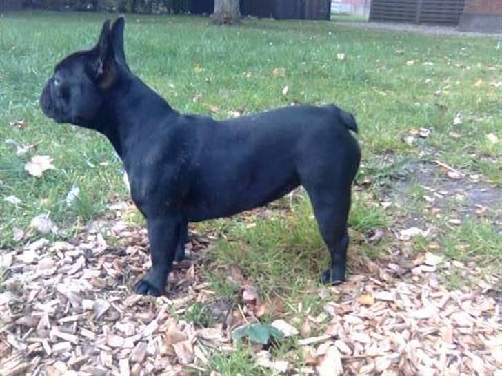 Fransk bulldog Bimbi (Himmelhund) billede 7