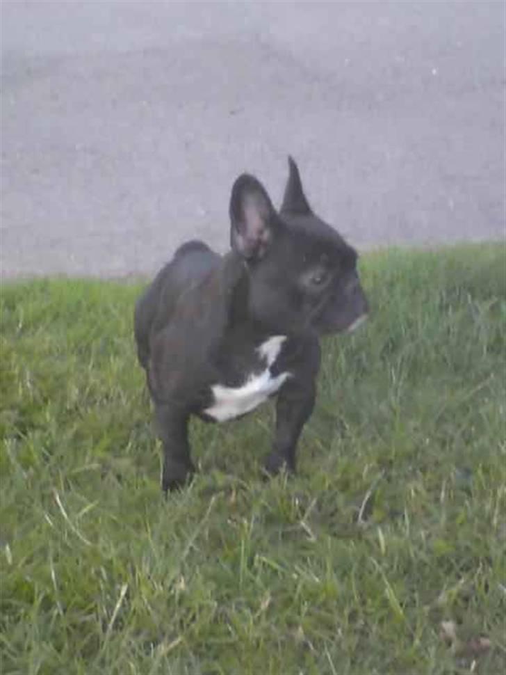 Fransk bulldog Bimbi (Himmelhund) billede 8