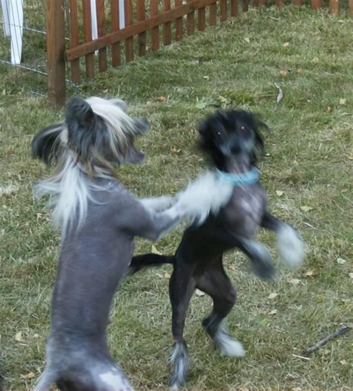 Chinese crested hårløs Mexi Sadie-Liv - Hvem vinder mon denne kamp ?? billede 9