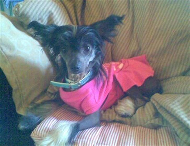 Chinese crested hårløs Mexi Sadie-Liv - Er jeg ikke bare kær ?? billede 10