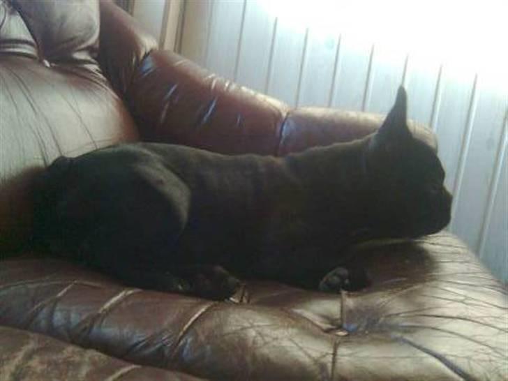 Fransk bulldog Bimbi (Himmelhund) billede 9