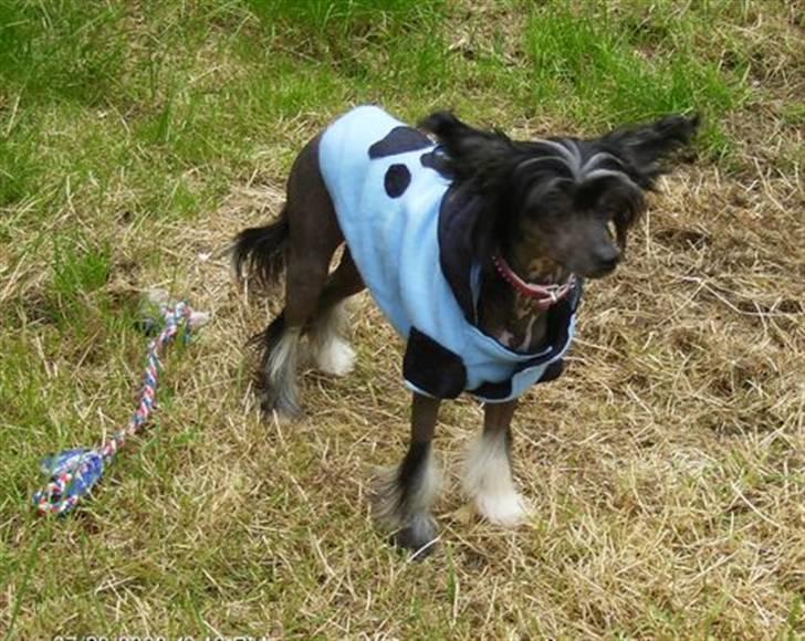 Chinese crested hårløs Mexi Sadie-Liv - Godt, jeg har fået en jakke - der er meget koldt idag ! billede 11
