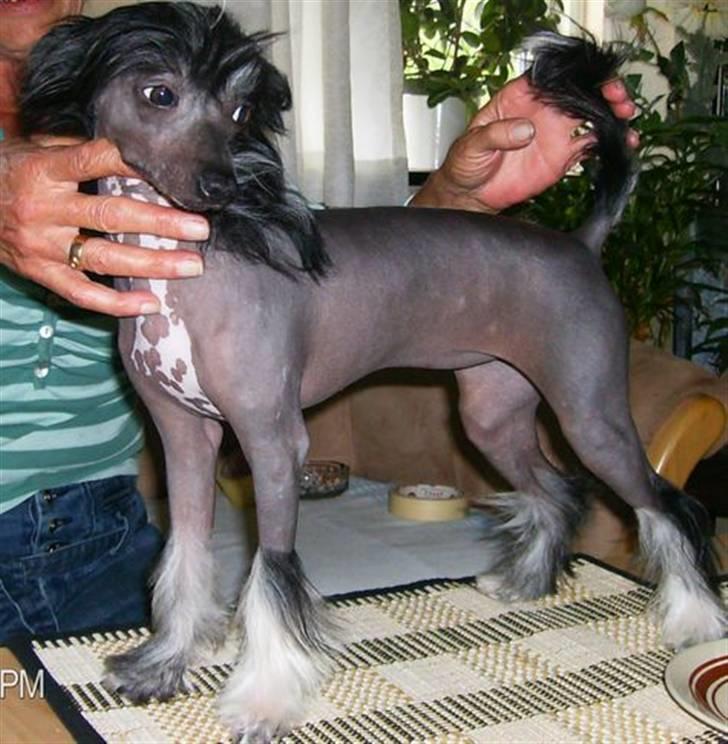 Chinese crested hårløs Mexi Sadie-Liv - Jeg kan også st pænt... billede 12