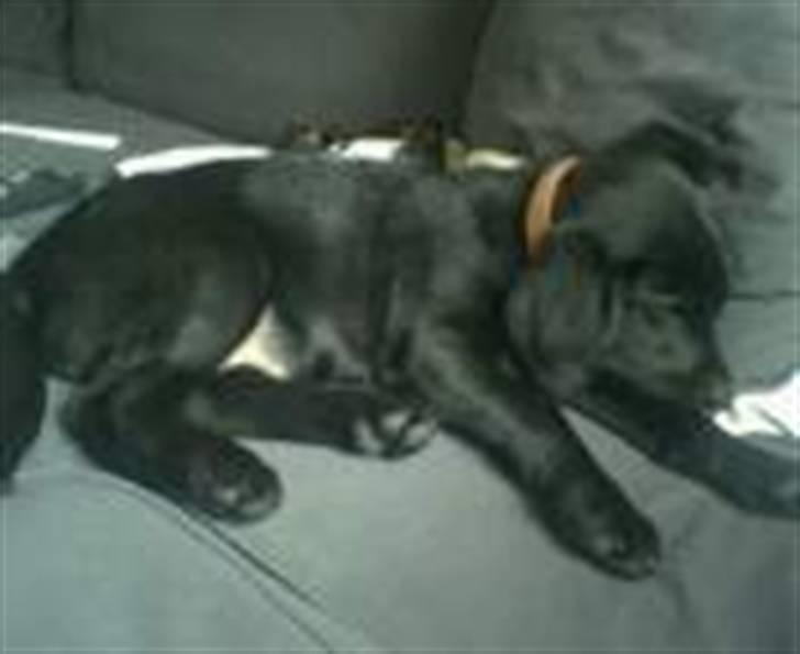 Blanding af racer Mille billede 1