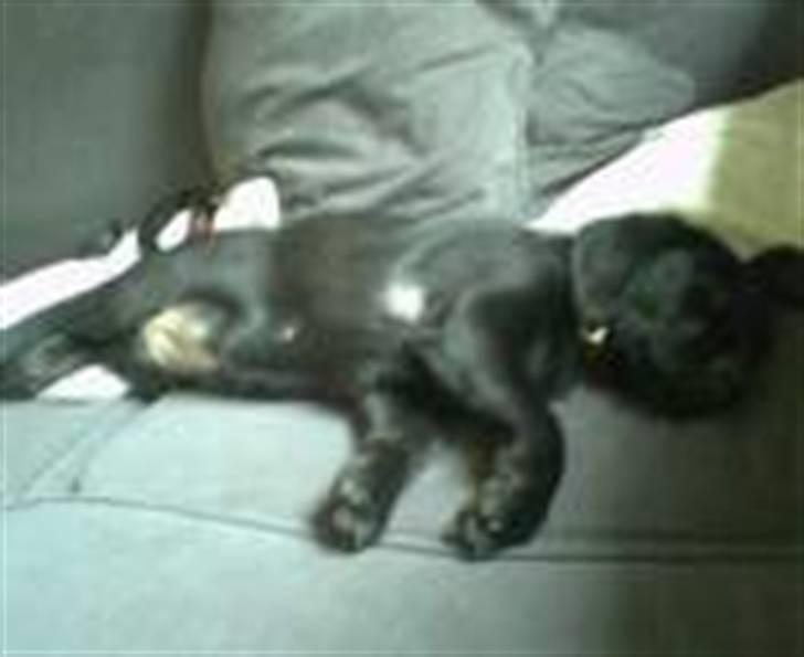 Blanding af racer Mille billede 2