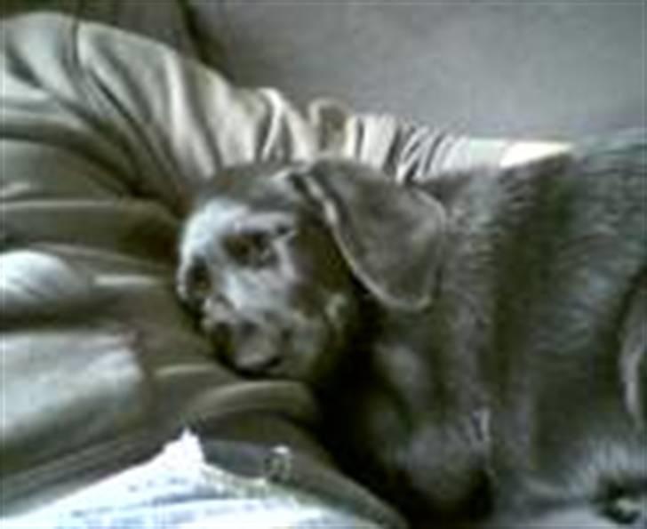 Blanding af racer Mille billede 3