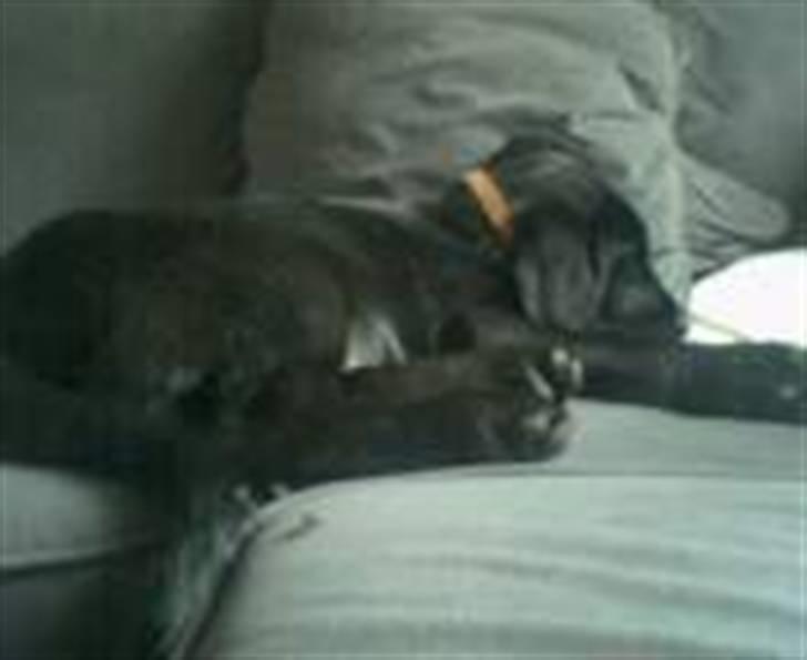 Blanding af racer Mille billede 4