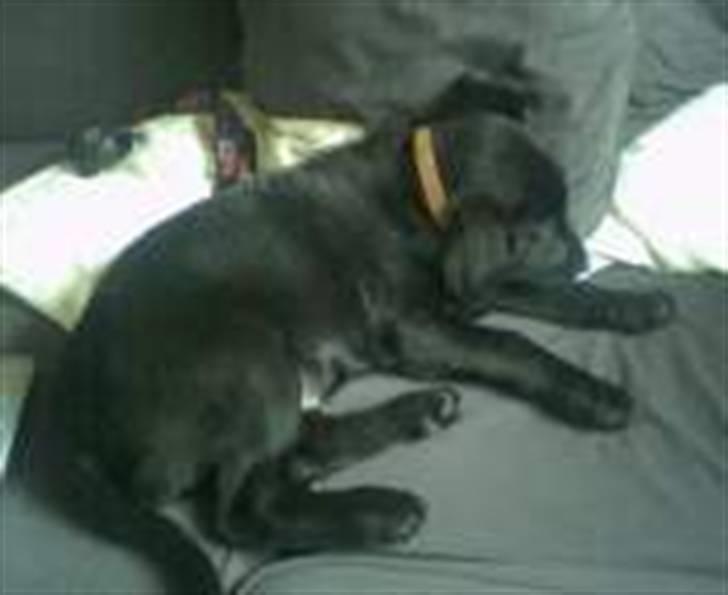 Blanding af racer Mille billede 5