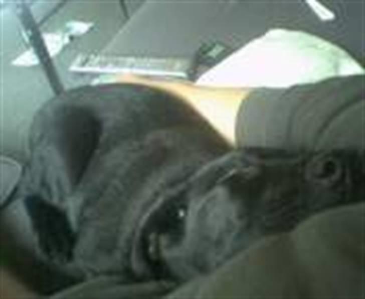 Blanding af racer Mille billede 6