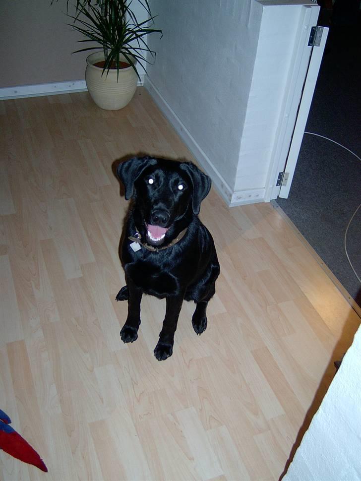 Blanding af racer Mille billede 7