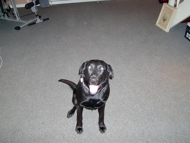 Blanding af racer Mille billede 8